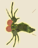 Fly 绿苍蝇